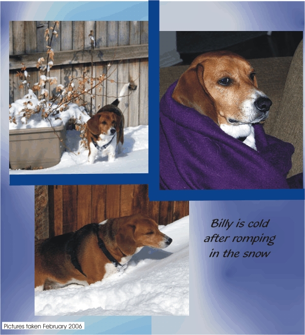 Billy Beagle is cold after romping in the snow