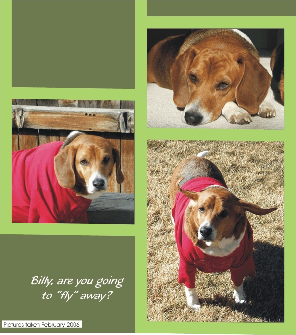 Billy Beagle - Are you going to fly away?