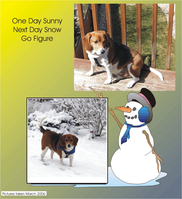 Billy Beagle - one day sun, next day snow