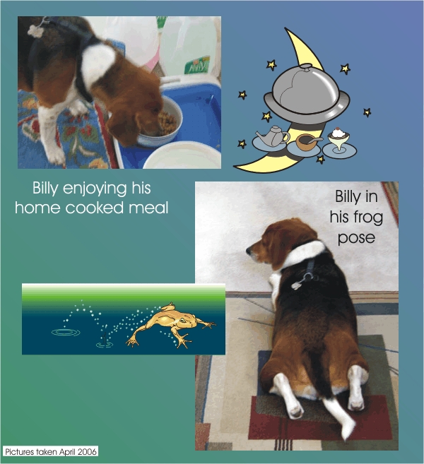 Billy Beagle in his frog pose