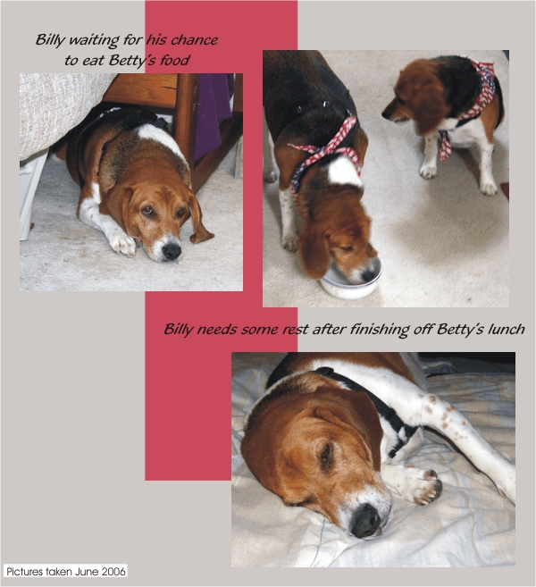 Billy Beagle waiting to eat Betty's food
