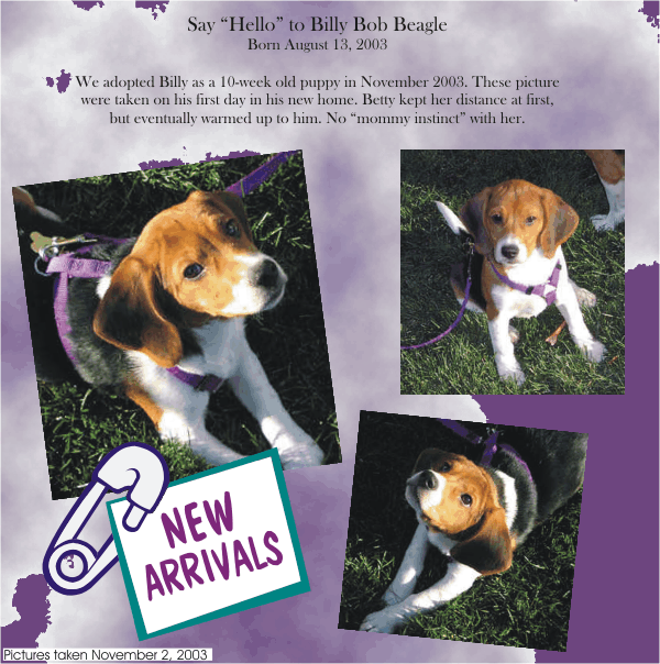 Welcome to the family, Billy Bob Beagle!