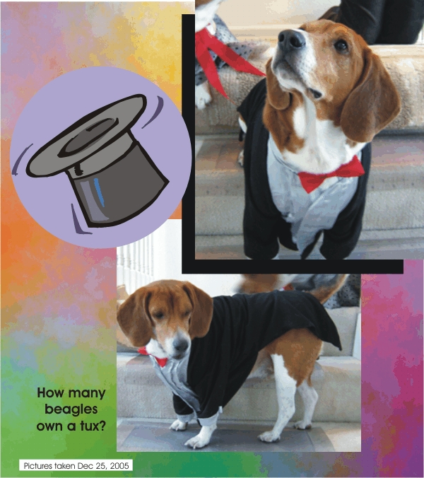 How many beagles own their own tuxedo?
