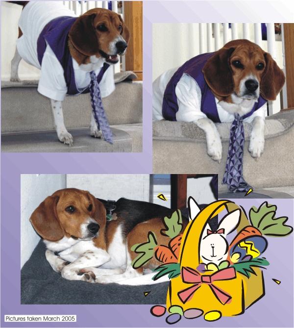 Billy Beagle going to the Easter Parade