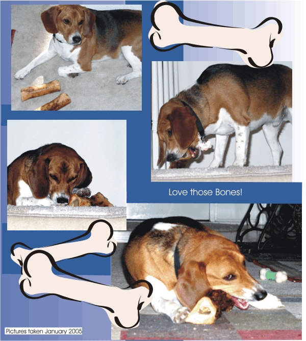 Billy Beagle loves those bones!