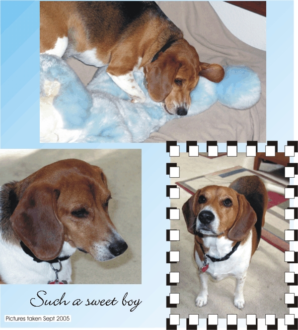 More cute pictures of Billy Bob Beagle