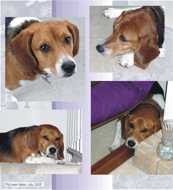 Such cute pictures of Billy Bob Beagle