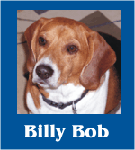 Go to Billy Beagle Photo Albums