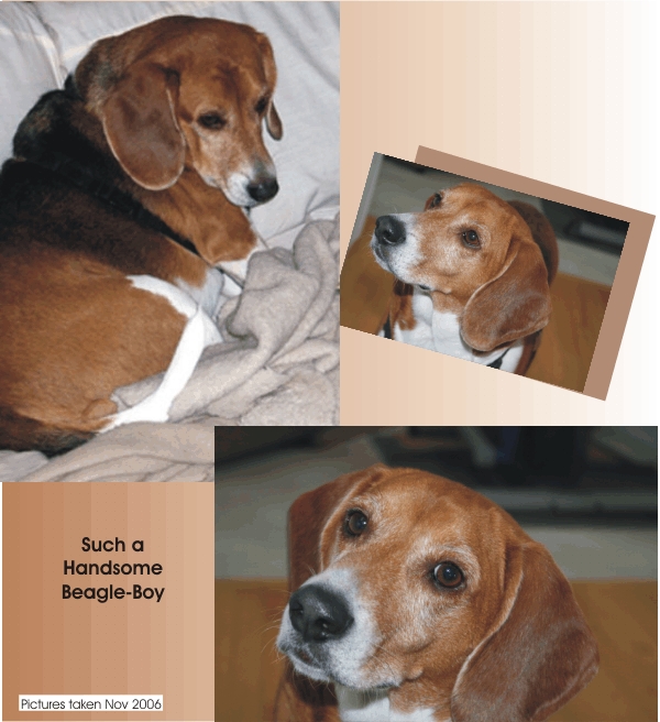 Billy Beagle says, "Aren't I a handsom beagle?"