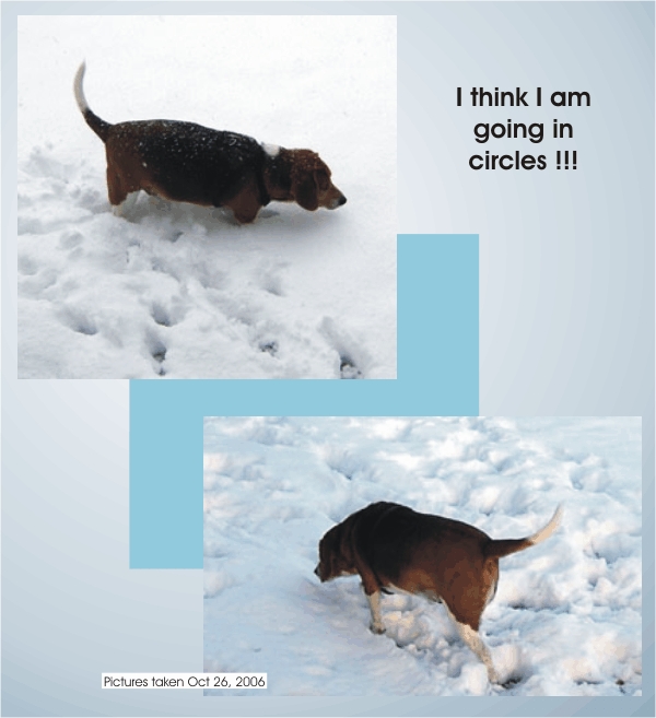 Billy Beagle says, "I think I am going in circles?"