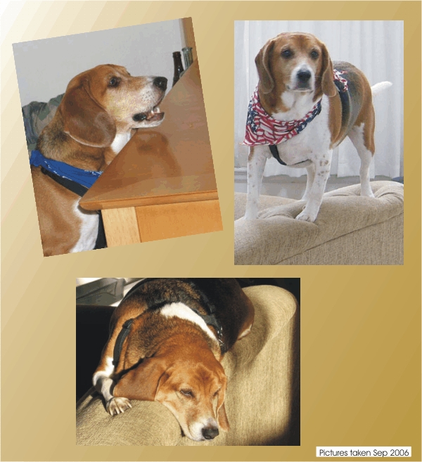 Billy Beagle says, "I love being a home"