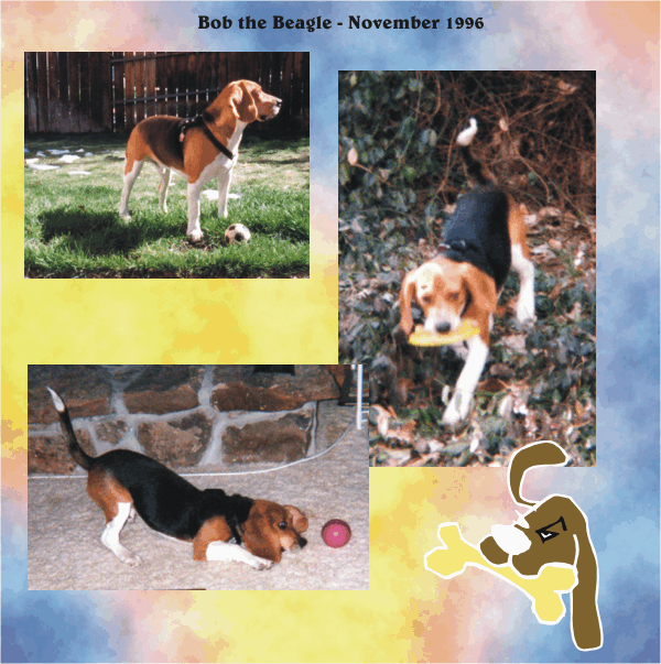 Didn't know a puppy would be such fun.  Love that Bob the Beagle