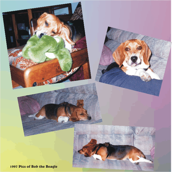 Bob the Beagle, champion toy killer.  Bob Beagle is an angel too.
