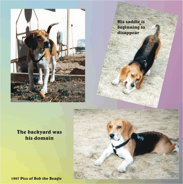 The backyard is Bob Beagle's domain