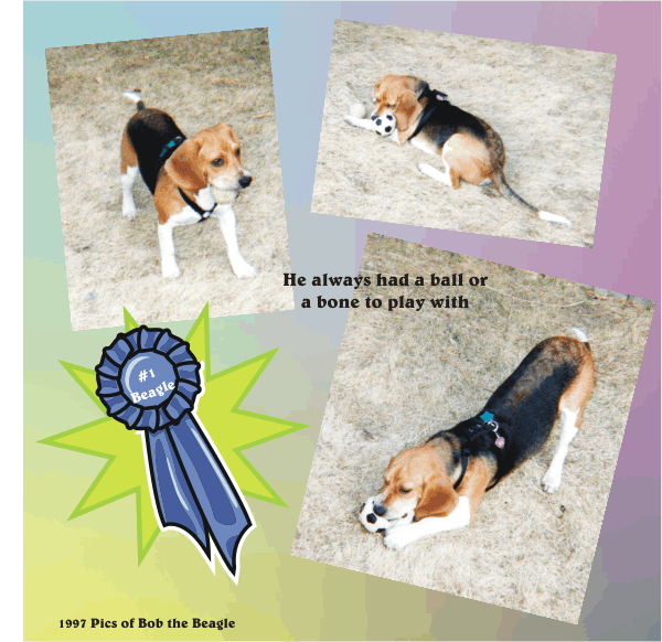 Bob the Beagle brings us such joy