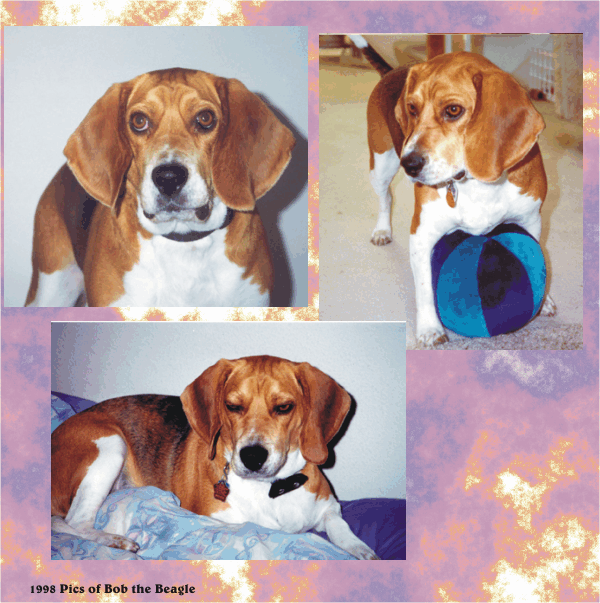 Bob Beagle, you have such a handsome face