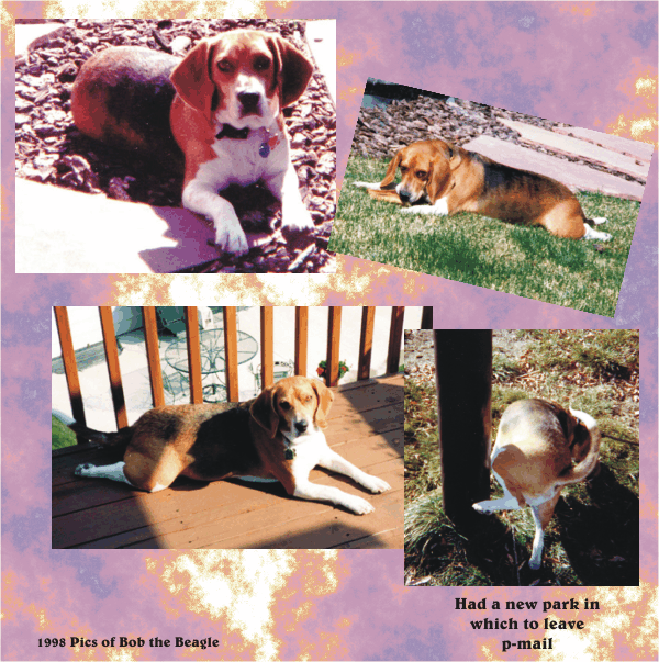 Bob Beagle leaves p-mail in his new park