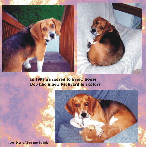 Bob Beagle becoming "at home" in our new house