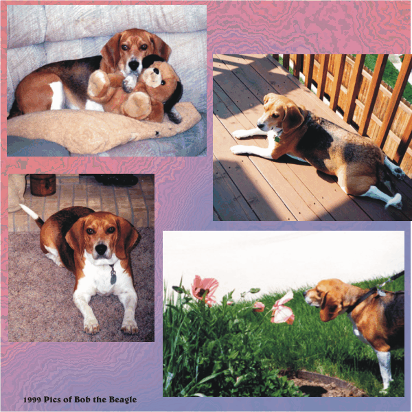 Does Bob the Beagle need a playmate?