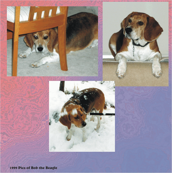 Bob Beagle being Bob