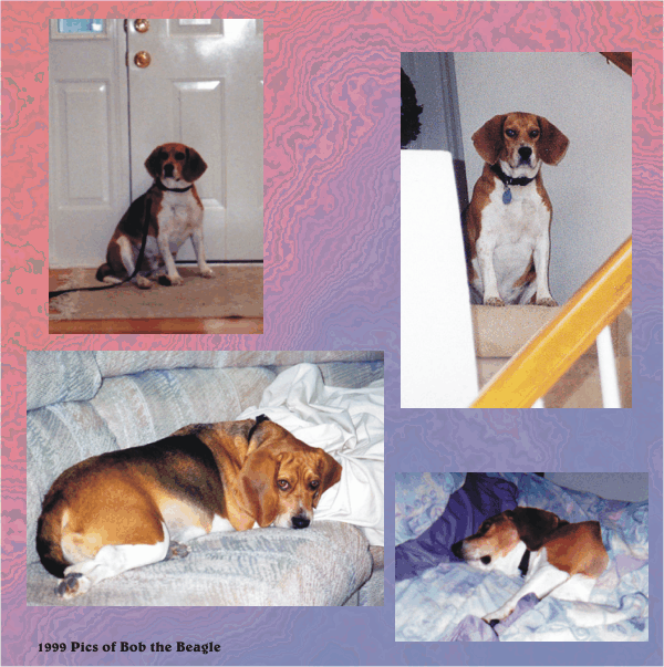 Bob the barkless beagle