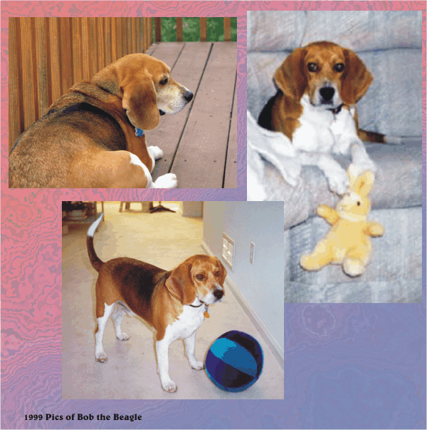 Bob Beagle is super size.  17" to the shoulder