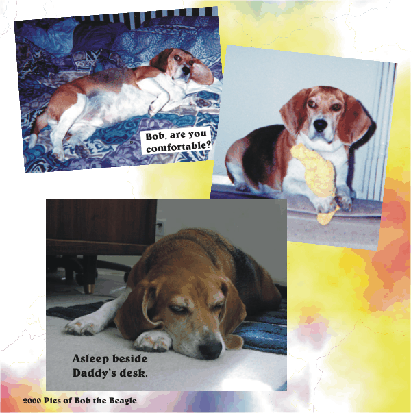 Bob Beagle sleeping by Daddy's desk