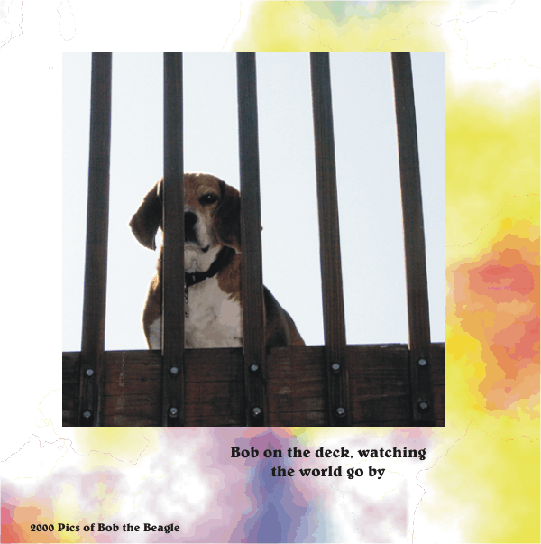 Bob Beagle watching the world go by