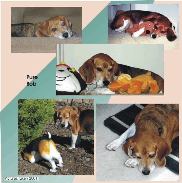 Pure Bob the Beagle.  Love that Bob Beagle!