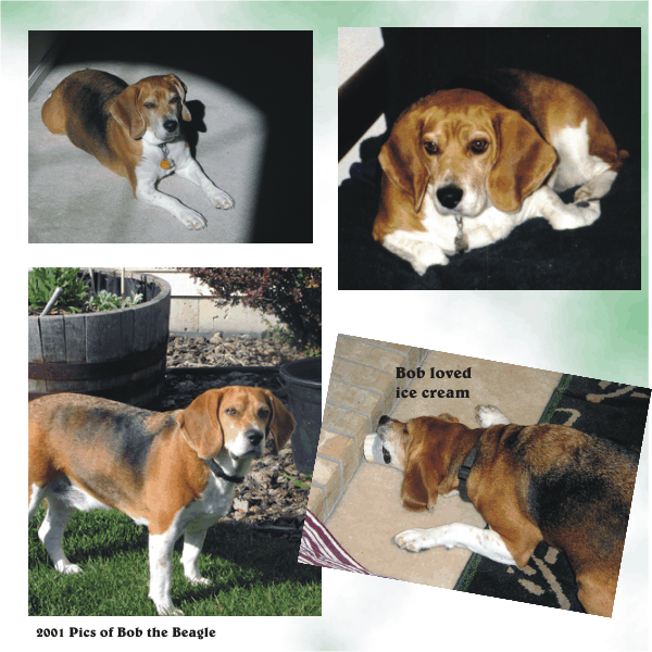 Bob Beagle, such a gentle soul