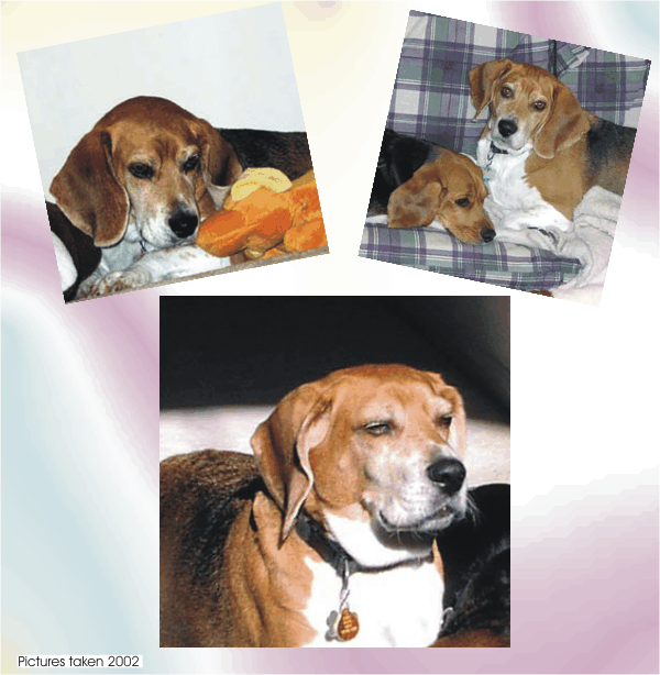 Such an adorable face, Bob Beagle