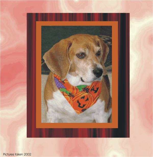 Favorite Portrait of Bob the Beagle