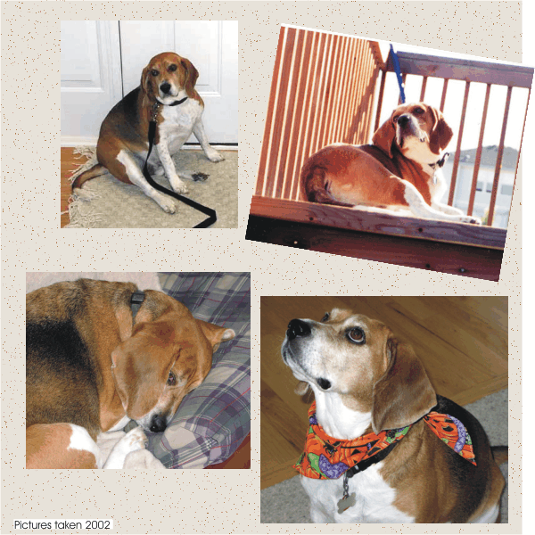 Bob the Beagle's typical day