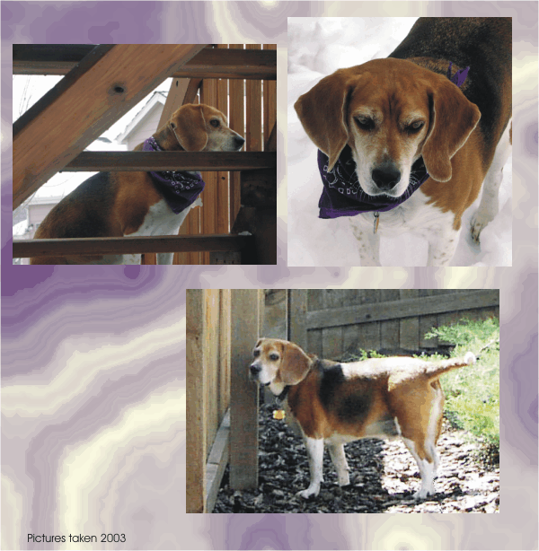 Bob Beagle would rather be outside, no matter the weather