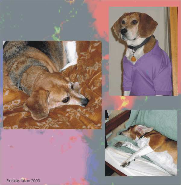 Bob Beagle, cute in any pose