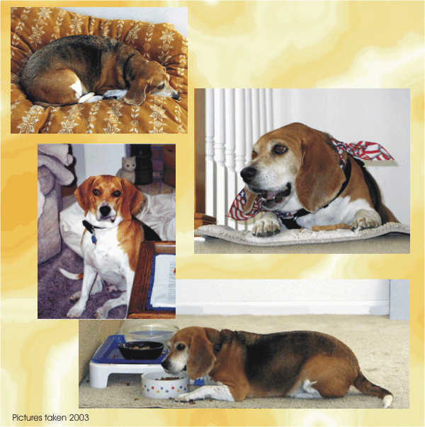 What a life, Bob the Beagle, eating, sleeping, smiling