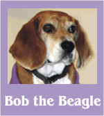 Click here to view Bob the Beagle's Photo Album