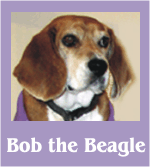 Go to Billy Beagle Photo Albums