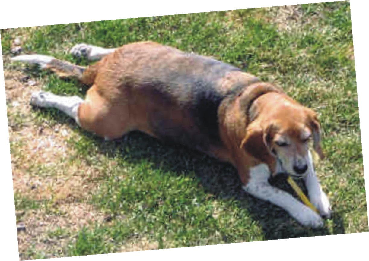 Bob the Beagle in a "dead frog" pose