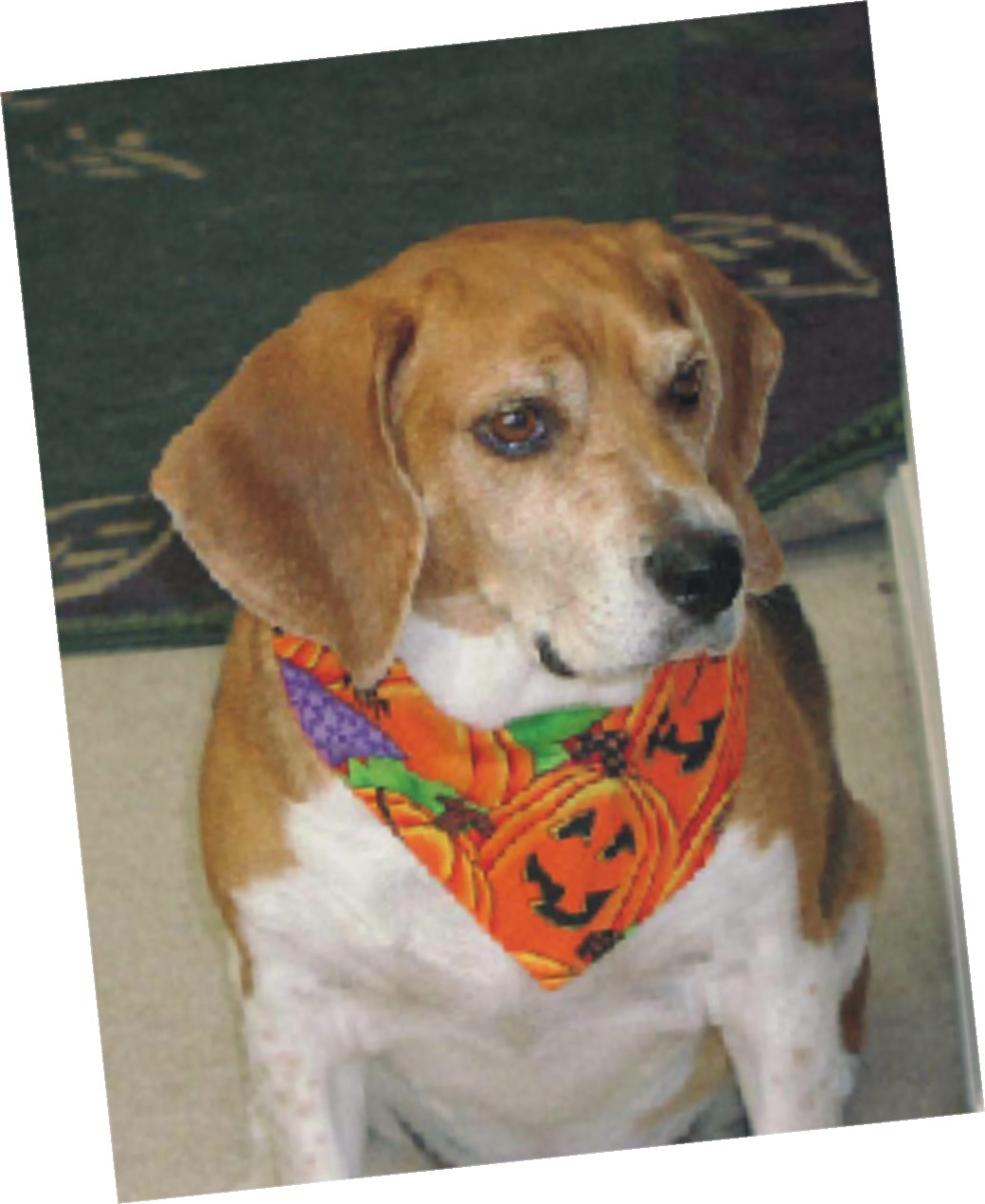 Mom's favorite pic of Bob the Beagle