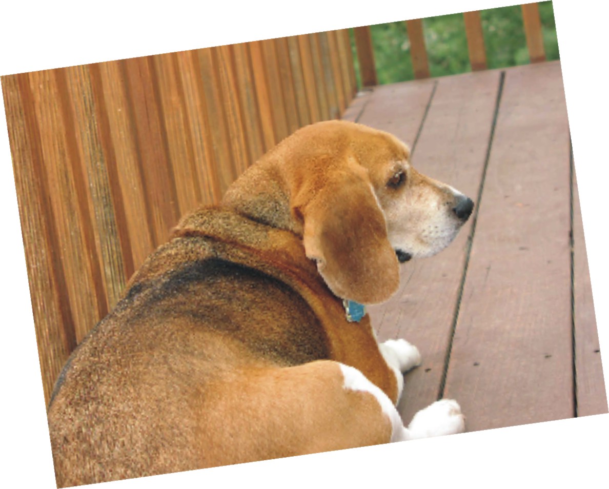 Bob the Beagle watching the world go by