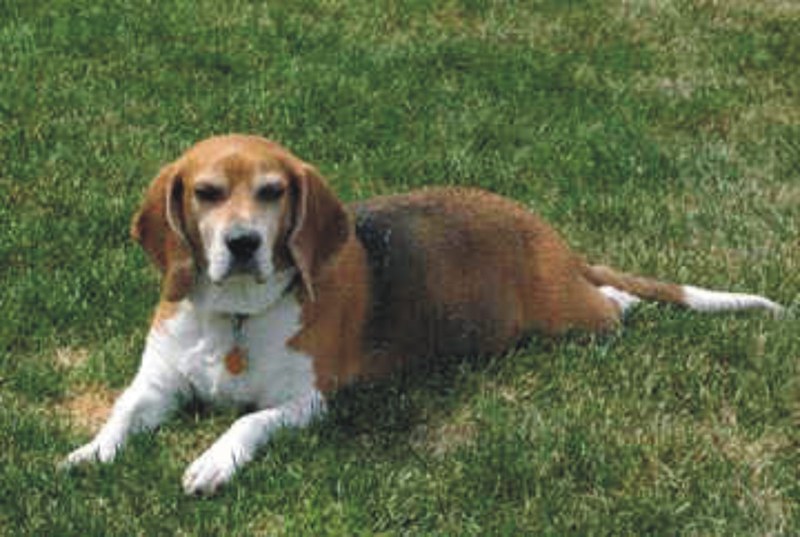 Bob the Beagle enjoying a little sunshine