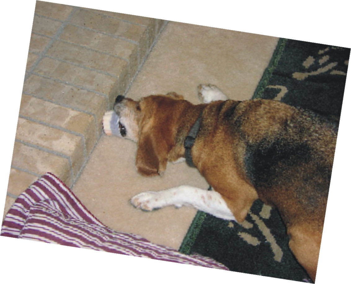 Bob the Beagle's way of eating ice cream