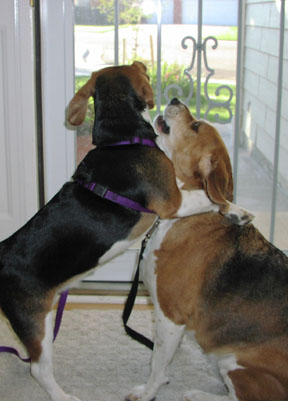 Betty Beagle & Bob the Beagle, ready for a walk in the Colorado-Neighborhood  park
