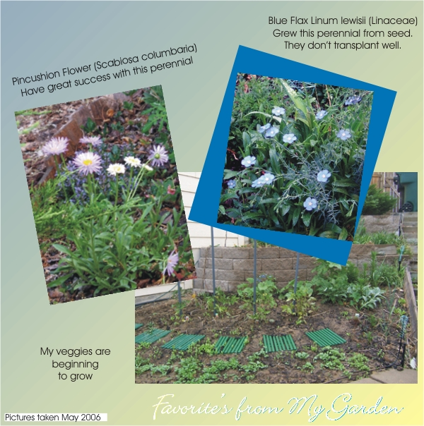 Two of my favorites are the pincushion plant and the blue flax.