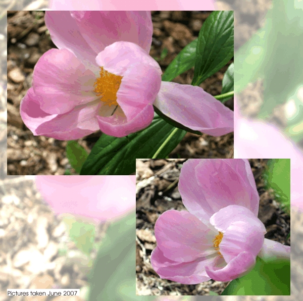 Late blooming peony.