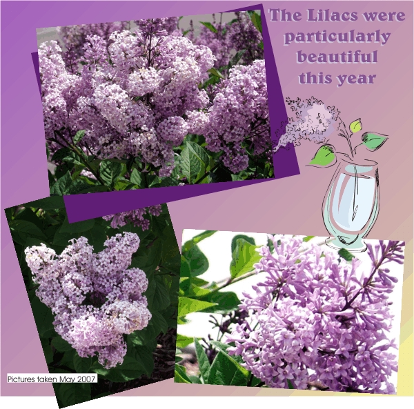 Oh the lilacs.  The air was heavy with their aroma.