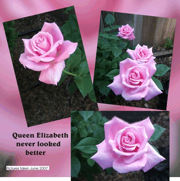 The rose, Queen Elizabeth, never looked so good
