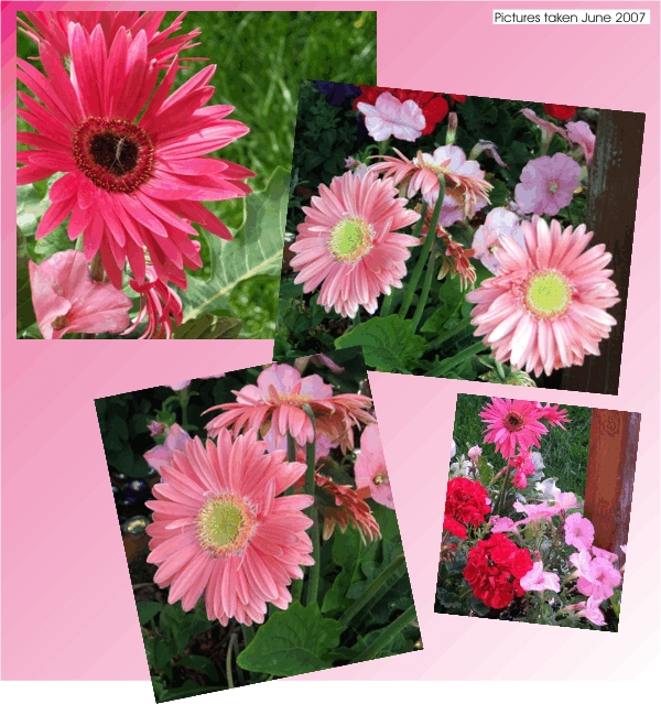 More of those gorgious gerber daisies