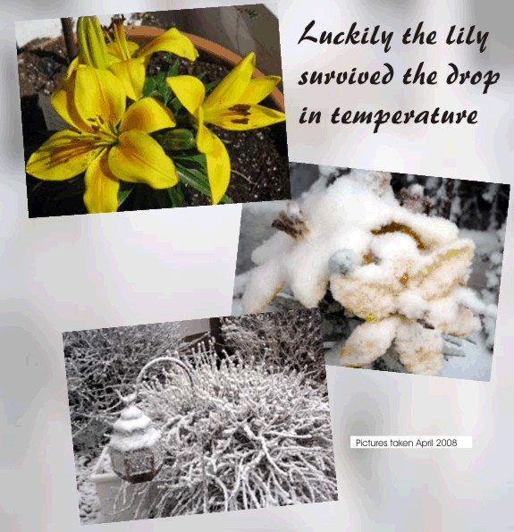 So Glad the Lily Survived